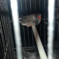 فنچ ماده