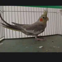عروس هلندی