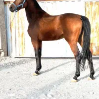 اسب نریان