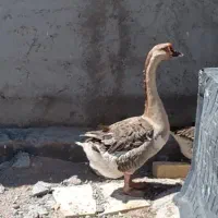 قو غاز