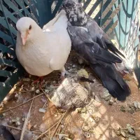 سلام 2کفتر تهرانی و سوسکی و با 2جوجه