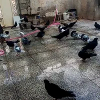 پرنده کله سیاه صرب توقی زاغ