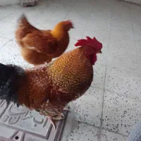 مرغ سالم و درشت