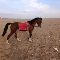 کره مادیون|اسب و تجهیزات اسبسواری|تهران, نازیآباد|دیوار