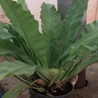گیاه زیبای لانه پرنده
