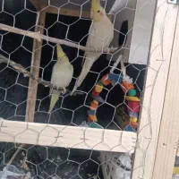 یک جفت عروس هلندی مولد