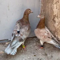 هفرنگ سرخ