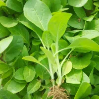 نشاه برگ قرمز