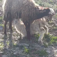 سلام درود..فروش میش بره ..