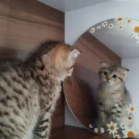 بچه گربه های ناز و بغلی اسکاتیش