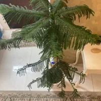 گل مطبق طبیعی بزرگ با گلدان