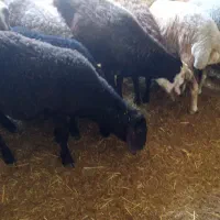 دو عدد قوچ جوان درشت و قد بلند