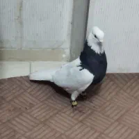 کبوتر نر طوقی