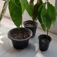 نهال انبه