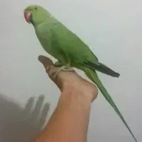 فروش یا معامله با قناری نر مست