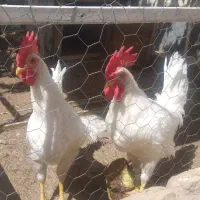 خروس