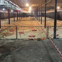 استخدام نیرو کار نیمه ماهر مرغداری