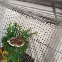 جفت سهره