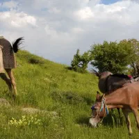 قاطر|حیوانات مزرعه|مریوان, |دیوار
