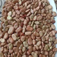 باقلو خشک تر وتمیز