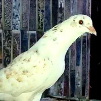 تضمینی|پرنده|علی‌آباد کتول, |دیوار