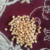نخوود تازه