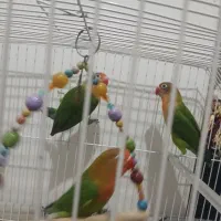 طوطی برزیلی  سه عدد چهار ماهه