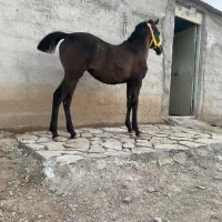 کره مادیون مشکی تک نشون