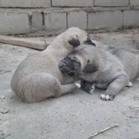 توله سرابی خالص