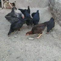 مرغ تخچه