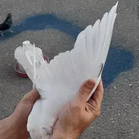 کبوتر سرور تیدی تهرانی|پرنده|هشتگرد, فاز ۳ مهستان|دیوار