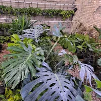 گل اپارتمانی مانسترا