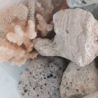 سنگ مرجان وآکواریوم