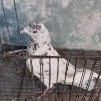 کبوتر نر