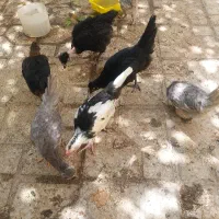 جوجه گلین|حیوانات مزرعه|شیراز, سهل‌آباد|دیوار