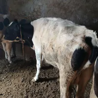 طلیسه جوان