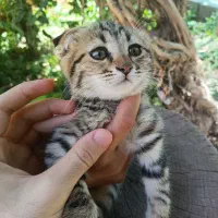 گربه ی اسکاتیش