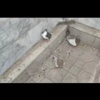 کفتر|پرنده|شیراز, وزیرآباد|دیوار