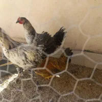فروش خروس