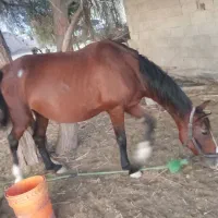 اسب|اسب و تجهیزات اسب‌سواری|شادگان, |دیوار