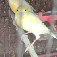 پرنده