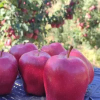 نهال دوساله تضمینی