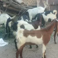 بز درجه یک پاکستانی