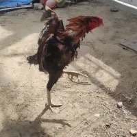 مرغ و خروس لاری