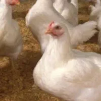 مرغ زنده گوشتی