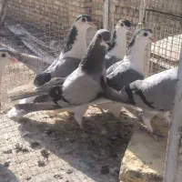 نر و ماده دمگیر درجه ۱
