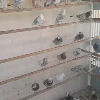نروماده‌‌همه‌عالی