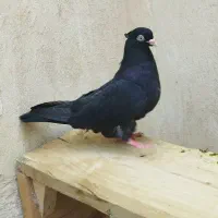 کفتر رنگی دوکتی و پلاس و طوقی و ابادانی ودم سفید