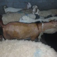 کهره نر