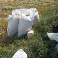 برنج درجه ۱کلات